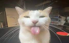 a white cat sticking out its tongue.